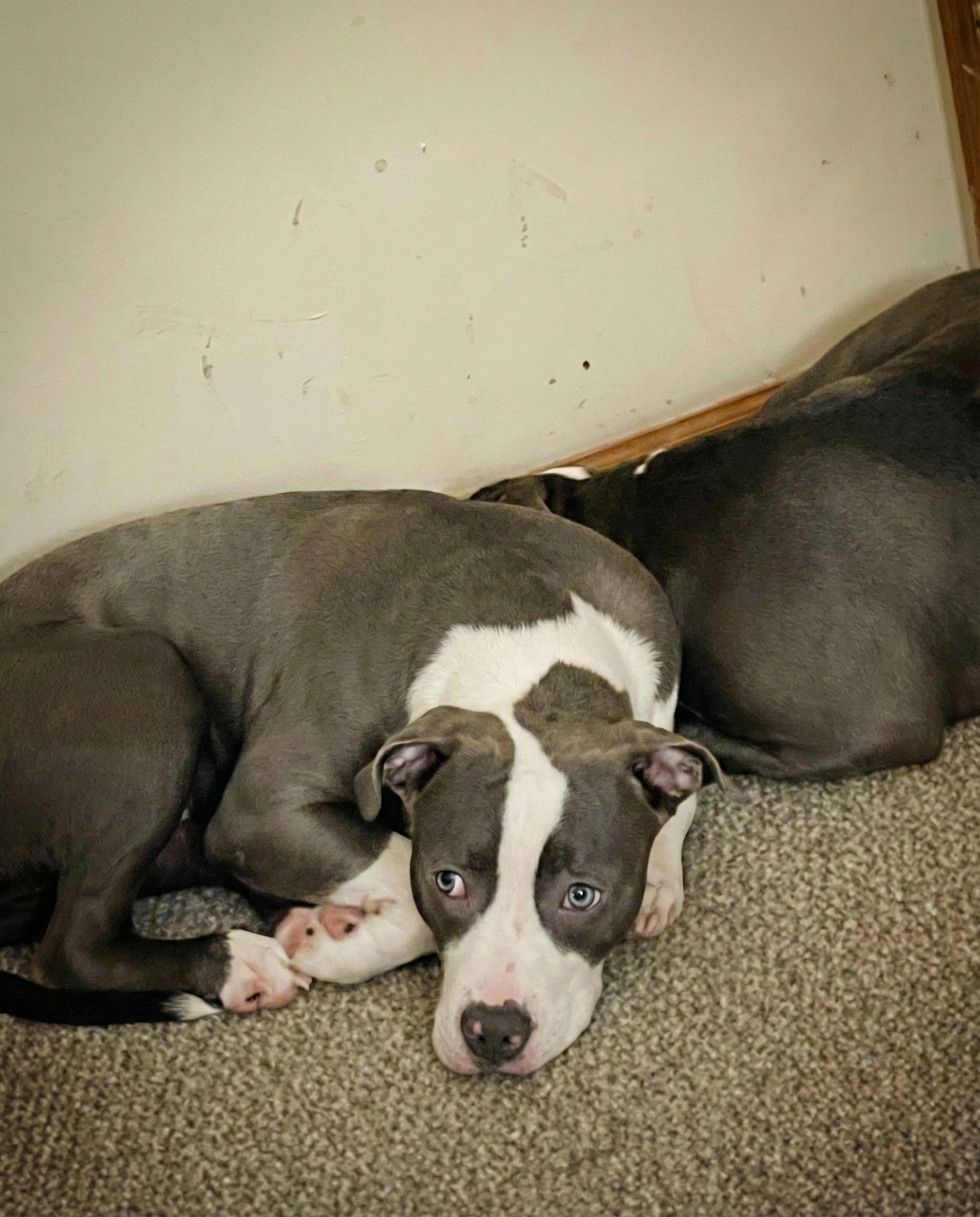 Dog Dies At Boarding Facility As Owner Fights To Get Second Pet Back